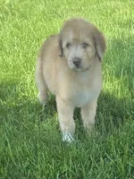 Red, a male Pyredoodle for sale in Cissna Park, IL – 2 of 4