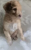 Sirius, a female Pyredoodle for sale in Cissna Park, IL – 4 of 4