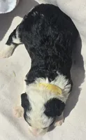 Indy, a female Sheepadoodle for sale in Cissna Park, IL – 2 of 3