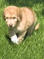 Red, a male Pyredoodle for sale in Cissna Park, IL – 3 of 4