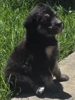 Lyra, a female Pyredoodle for sale in Cissna Park, IL – 2 of 6