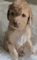 Sirius, a female Pyredoodle for sale in Cissna Park, IL – 2 of 4