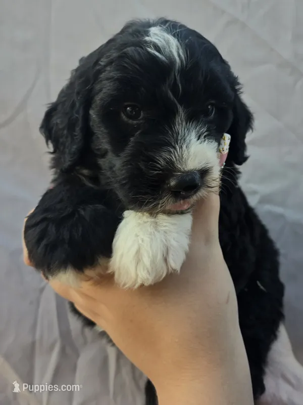 Lincoln – Sheepadoodle puppy for sale in Cissna Park, IL