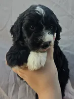 Lincoln, a male Sheepadoodle for sale in Cissna Park, IL – 1 of 3