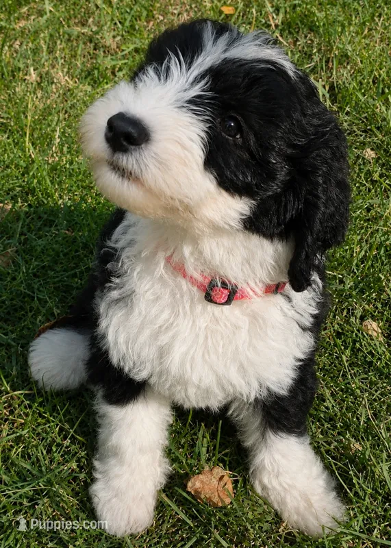 Liberty, a female Sheepadoodle for sale in Cissna Park, IL – 1 of 6