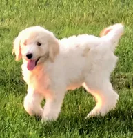Venus, a female Pyredoodle for sale in Cissna Park, IL – 2 of 6