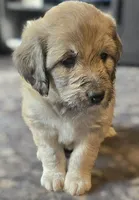 Merlin, a male Pyredoodle for sale in Cissna Park, IL – 2 of 4