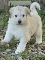 Arthur, a male Pyredoodle for sale in Cissna Park, IL – 3 of 3