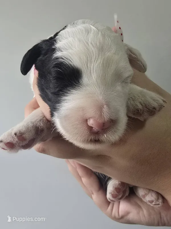 Uno – Sheepadoodle puppy for sale in Cissna Park, IL