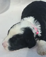 Liberty, a female Sheepadoodle for sale in Cissna Park, IL – 2 of 3