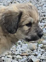 Anna, a female Pyredoodle for sale in Cissna Park, IL – 2 of 3