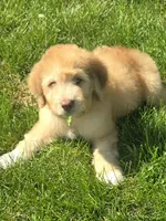 Red, a male Pyredoodle for sale in Cissna Park, IL – 1 of 4