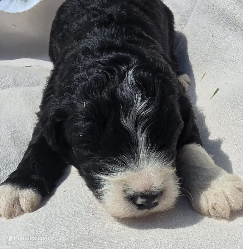 Justice – Sheepadoodle puppy for sale in Cissna Park, IL