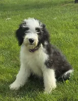 Dolly, a female Sheepadoodle for sale in Cissna Park, IL – 1 of 4