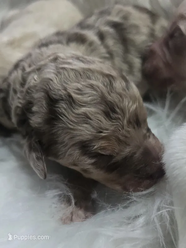 Vega – Pyredoodle puppy for sale in Cissna Park, IL