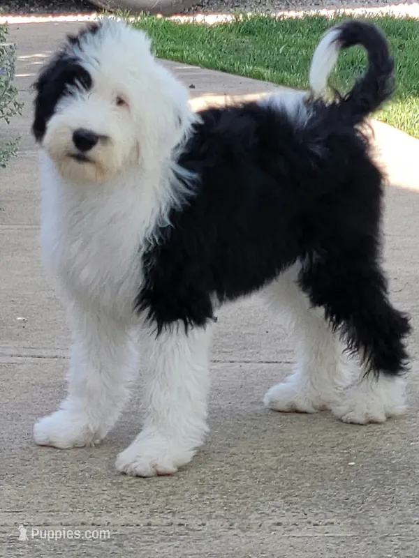 Standard Sheepadoodle Litter – Sheepadoodle puppy for sale in Cissna Park, IL