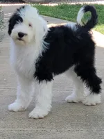 Standard Sheepadoodle Litter, a  Sheepadoodle for sale in Cissna Park, IL – 1 of 2