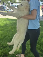 Layla, a female Pyredoodle for sale in Cissna Park, IL – 6 of 6