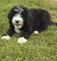 Courage, a male Sheepadoodle for sale in Cissna Park, IL – 2 of 6