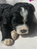 Courage, a male Sheepadoodle for sale in Cissna Park, IL – 1 of 4