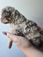 Leo, a male Pyredoodle for sale in Cissna Park, IL – 2 of 3
