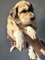 processed/7c890c85-adb8-4658-850a-d1f8bcf1724b/listing/c707ae24-3f9e-40cf-942f-970dc87c73d0/8e026213-5fed-40fb-98d4-badae97e5180