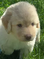 Luna, a female Pyredoodle for sale in Cissna Park, IL – 2 of 5