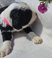 Liberty, a female Sheepadoodle for sale in Cissna Park, IL – 3 of 3