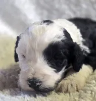 Standard Sheepadoodle Litter, a  Sheepadoodle for sale in Cissna Park, IL – 2 of 2