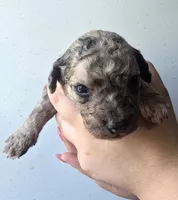 Vega, a female Pyredoodle for sale in Cissna Park, IL – 2 of 3