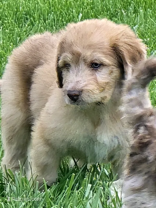 Sirius – Pyredoodle puppy for sale in Cissna Park, IL