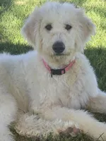 Layla, a female Pyredoodle for sale in Cissna Park, IL – 1 of 7