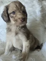 Athena, a female Pyredoodle for sale in Cissna Park, IL – 3 of 4