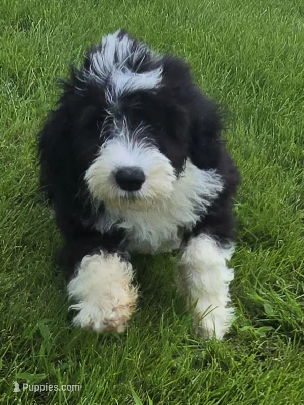 Star – Sheepadoodle puppy for sale in Cissna Park, IL
