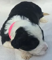 Liberty, a female Sheepadoodle for sale in Cissna Park, IL – 1 of 3