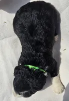 Justice, a male Sheepadoodle for sale in Cissna Park, IL – 2 of 2