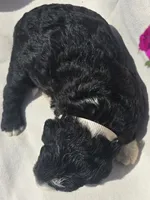 Lincoln, a male Sheepadoodle for sale in Cissna Park, IL – 2 of 2