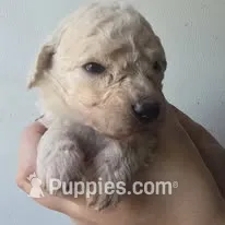 Venus – Pyredoodle puppy for sale in Cissna Park, IL