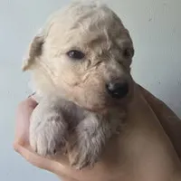 Venus, a female Pyredoodle for sale in Cissna Park, IL – 2 of 4