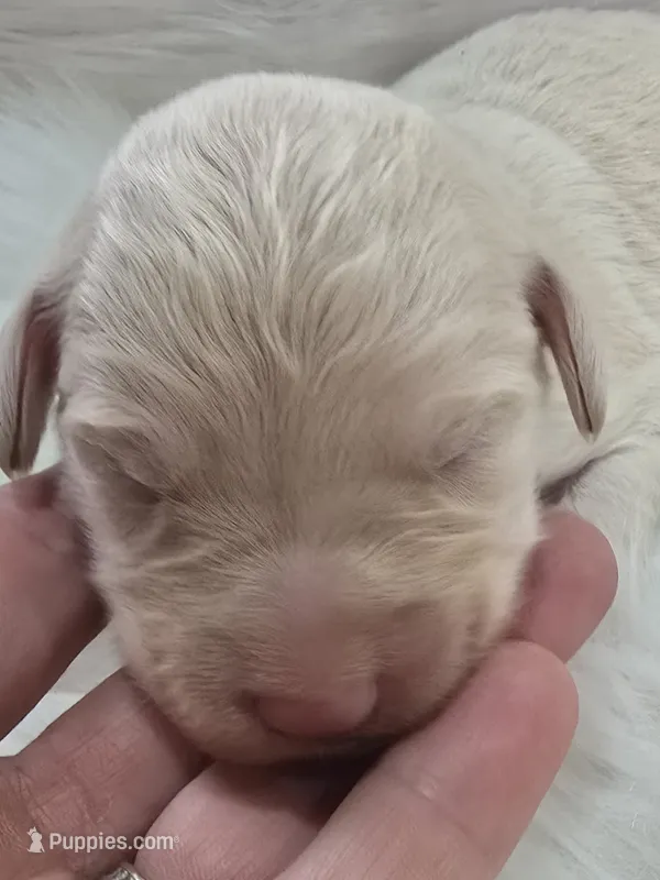 Nova – Pyredoodle puppy for sale in Cissna Park, IL
