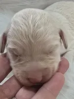 Nova, a female Pyredoodle for sale in Cissna Park, IL – 1 of 1