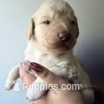 Luna – Pyredoodle puppy for sale in Cissna Park, IL