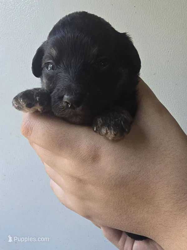 Lyra – Pyredoodle puppy for sale in Cissna Park, IL