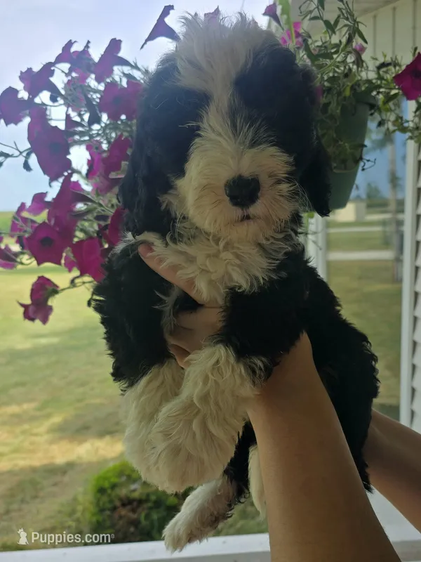 Liberty – Sheepadoodle puppy for sale in Cissna Park, IL