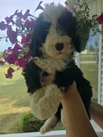 Liberty, a female Sheepadoodle for sale in Cissna Park, IL – 2 of 6