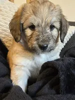 Merlin, a male Pyredoodle for sale in Cissna Park, IL – 4 of 4