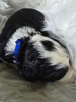 Honor, a male Sheepadoodle for sale in Cissna Park, IL – 2 of 2