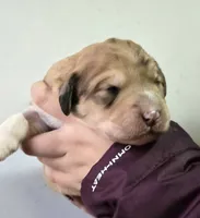 processed/7c890c85-adb8-4658-850a-d1f8bcf1724b/listing/f8ab103b-c312-4d8a-974c-5aeb6f75ded9/98374a33-3a20-43df-b2c0-051e35cc1689