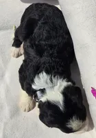 Brave, a male Sheepadoodle for sale in Cissna Park, IL – 2 of 2