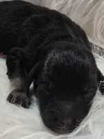 Lyra, a female Pyredoodle for sale in Cissna Park, IL – 1 of 1
